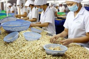 Vietnam’s cashew industry dominates Turkish market