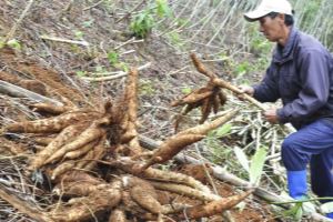 Cassava exports reach 443 million USD in four months