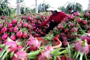 Chinese locality to increase imports of Vietnamese agricultural products