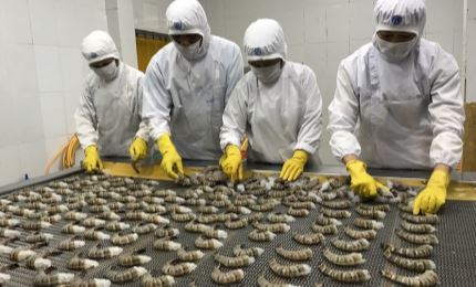 Vietnam remains biggest shrimp exporter to Canada