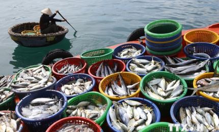 Seafood exports of Mekong Delta recover after dip from COVID-19