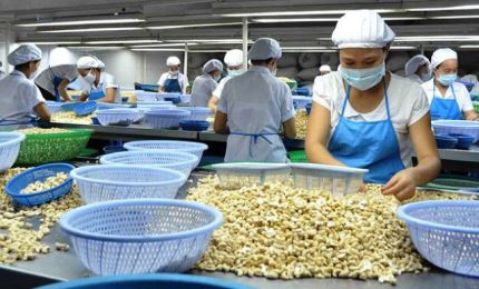 Exports of Vietnamese peppers and cashew nuts to Canada rise sharply