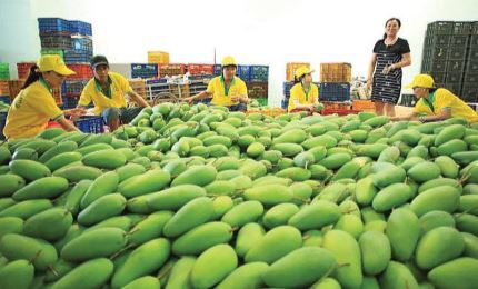 The US increases import of Vietnamese mangoes