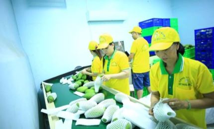 US increased imports of Vietnamese mangoes
