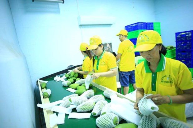 Vietnamese mangoes imported to the US (Source: nangluongsachvietnam.vn)
