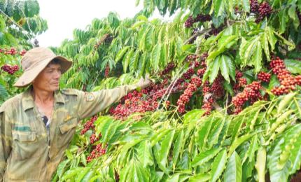 Coffee sector aims to boost domestic consumption