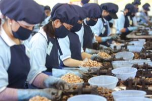 Cashew export earns over USD31 billion