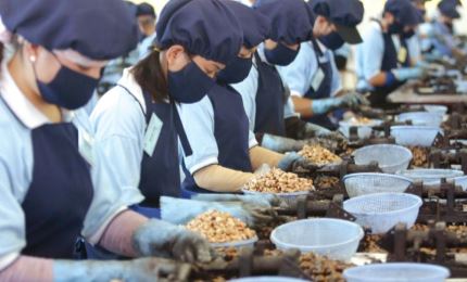Cashew export earns over USD31 billion