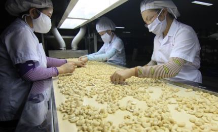 Vietnam exports nearly 470,000 tons of cashew nuts in 11 months