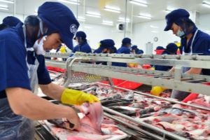 Vietnam expects to earn 1.5 billion USD from tra fish export