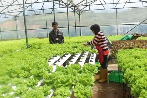 Agricultural sector set target of achieving export target of over 41 billion USD