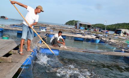 Kien Giang’s aquatic production exceeds over 10% of year’s plan