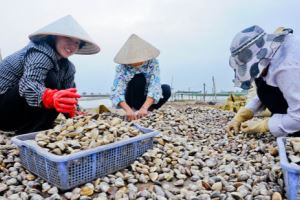 Vietnam’s first clam fishery receives ASC certification