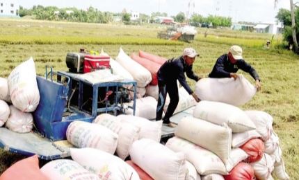 Vietnam exports over 5.3 million tons of rice abroad