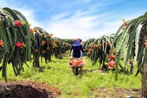 Vietnam shipped over 14,000 tonnes of dragon fruit to China