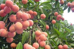 Luc Ngan lychee granted GI certification in Japan