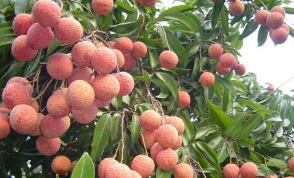 Luc Ngan lychee granted GI certification in Japan
