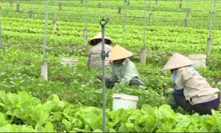 72 percent of agricultural cooperatives in Ho Chi Minh City to get successful