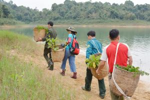 Planting over 21,000 large trees to cover barren and degraded forests in Thanh Hoa province