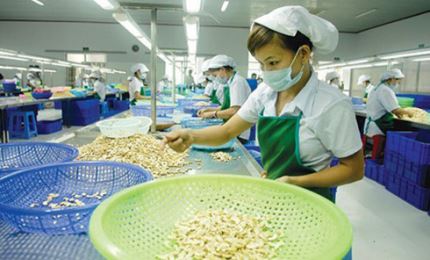 US ranks first among Vietnam’s largest agro-forestry-fishery importers