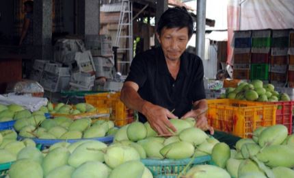 Vietnam strives to earn 650 million USD from mango export by 2030