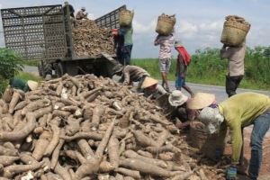 Cassava exports rise over 40% in first quarter