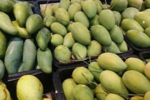 China is largest export market of Vietnamese mangoes