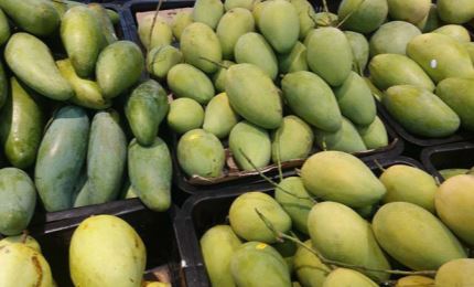 China is largest export market of Vietnamese mangoes