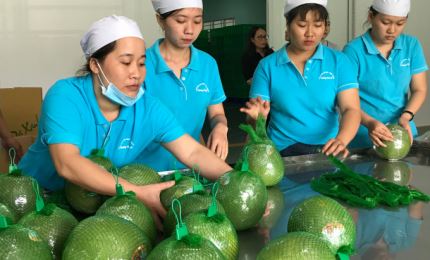 Vietnam earns over 1.3 billion USD from fruit and vegetable exports