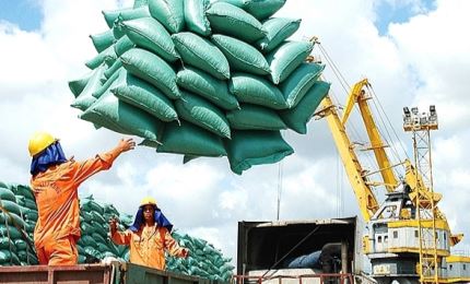 Philippines is biggest export market for Vietnamese rice
