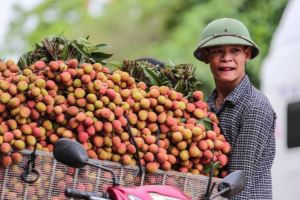 Vietnamese plant quarantine agency permitted to supervise lychee exports
