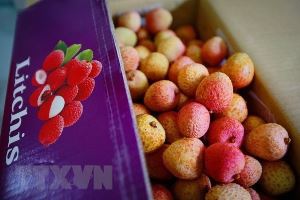 Some 100 tons of Vietnamese lychees to be exported to Australia