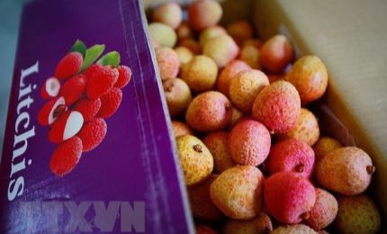 Some 100 tons of Vietnamese lychees to be exported to Australia