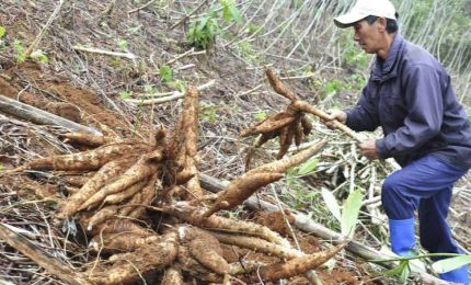 Cassava exports reach 443 million USD in four months