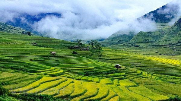 A terraced rice field (Photo: VNA)
